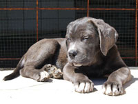 cucciolo cane corso grigio